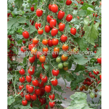 AT131 Jiala f1 hybrid red cherry tomato seeds for greenhouse